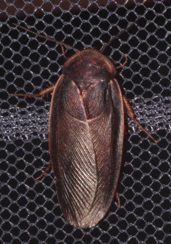 Réf. 264 817 : Polyphagina algerica